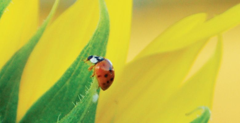 Asian Lady Beetle